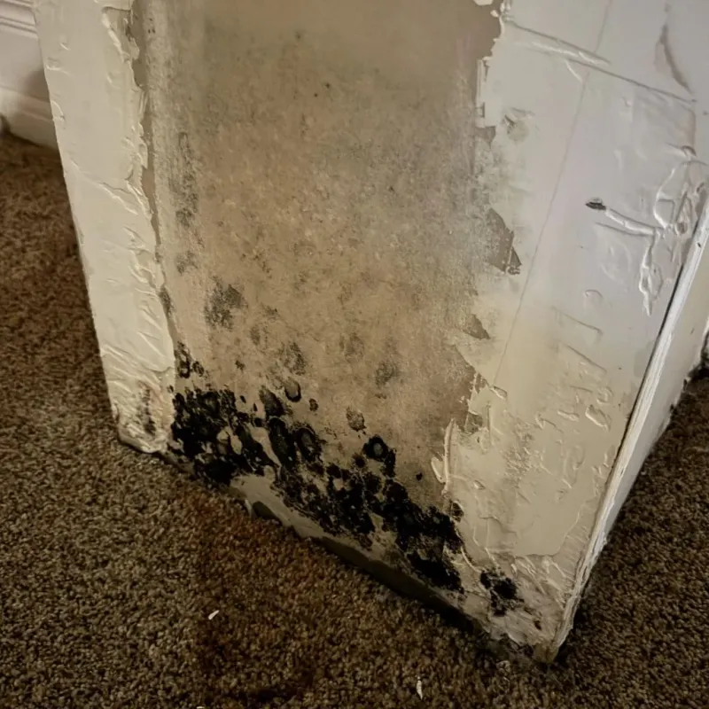 Professional Mold Removal in Copperas Cove, TX